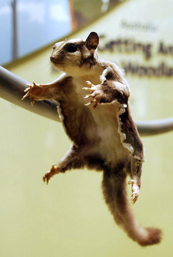 funny flying squirrel pictures